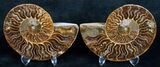 Beautiful Inch Cut and Polished Ammonite Pair #5647-3